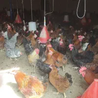 تخم مرغ نطفه دار وخوراکی|حیوانات مزرعه|گرگان, |دیوار