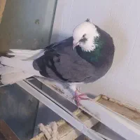 دوتا کفتر. پرشی|پرنده|قم, قم نو|دیوار