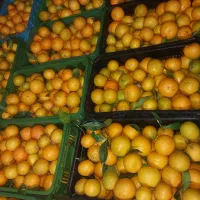 پرتقال نارنگی