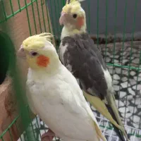 عروس هلندی نر وماده با قفس و لانه۸۰۰۰۰۰ تومان