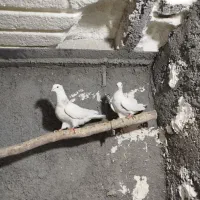 کبوتر طوقی|پرنده|سنندج, |دیوار