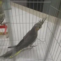 عروس هلندی دستی|پرنده|شهرضا, |دیوار