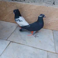 کفتر|پرنده|سراوان, |دیوار