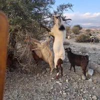 گوسفند|حیوانات مزرعه|جیرفت, |دیوار