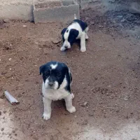 توله پیت بول|سگ|گمیشان, |دیوار