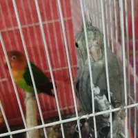 جوجه عروس هلندی