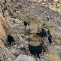 ۱۴راس بز جوان|حیوانات مزرعه|کوهدشت, |دیوار