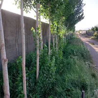 فروش یا تهاتر واحد تجاری و مسکونی در تهران یا کرج|فروش زمین و ملک کلنگی|تهران, نجات اللهی|دیوار