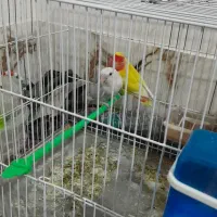 یک جفت طوطی کوتوله