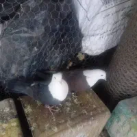 کبوتر سرمخملی وچند جفت دیگه
