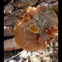 عسل صدرصد درمانی|خوردنی و آشامیدنی|اسکو, |دیوار