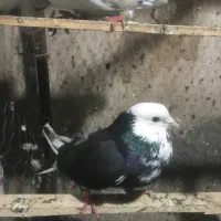 نر ابلغ عالی|پرنده|تهران, خزانه|دیوار