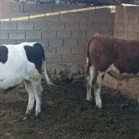 دو گوساله نر شرابی