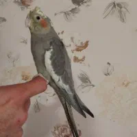 جوجه عروس هلندی