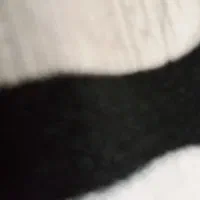 سگ پا کوتاه پیدا شده