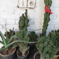 کاکتوس صخره‌ای|گل و گیاه طبیعی|اهواز, آسیاباد|دیوار