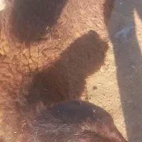 بره  نر  پایه پروار|حیوانات مزرعه|کوهدشت, |دیوار