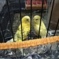 دوتا مرغ عشق  نر و ماده دونه یی