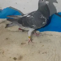 دو عدد کبوتر اردن خالص