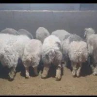 بره پرواری|حیوانات مزرعه|ایوان, |دیوار