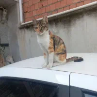 گربه گم شده