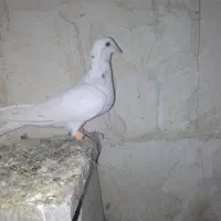 نرسار گرفتنی