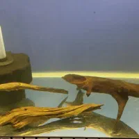 آکواریوم شرکتی طول50 خم با تمام پمپ هوا چوب آبنوس