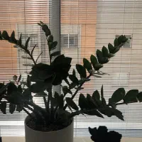 استخدام باغبان و آبیار
