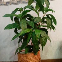 درختچه مصنوعی با گلدان