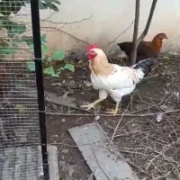 فروش خروس بزرگ و سر حال|حیوانات مزرعه|نوشهر, |دیوار