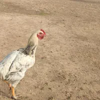 سه عدد جوجه خروس هفت ماهه|حیوانات مزرعه|لیلان, |دیوار