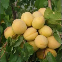 نهال سیب و ارقام مختلف میوه‌ها