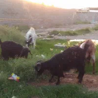 بز بزغاله نربز|حیوانات مزرعه|پاکدشت, حصار امیر|دیوار