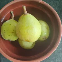 گلابی