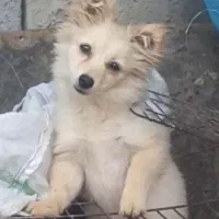 یک قلاده سگ پامر اشپزد