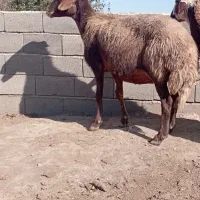 گوسفند بره دار وابستن یک بزغاله تکه اصیل هم هست