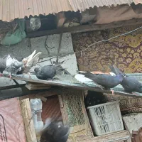 کبوتر|پرنده|لاهیجان, بازکیاگوراب|دیوار