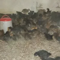 جوجه مرغ وخروس گلپایگانی ۲۰روزه واکسن خورده|حیوانات مزرعه|فرمهین, |دیوار