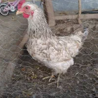 مرغ و خرگوش