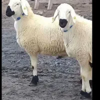 گوسفند سبک سنگین  موجوده|حیوانات مزرعه|دورود, |دیوار