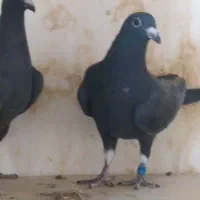 بزک سیاه سینه سفید جوجه|پرنده|گراش, |دیوار