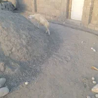 بره نر|حیوانات مزرعه|تخت, |دیوار