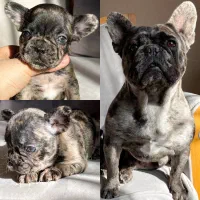 سگ فرنچ بولداگ