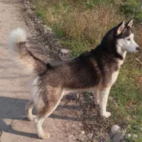 هاسکی سیبری اصیل