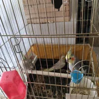 طوطی عروس هلندی مولد۶عدد|پرنده|قرچک, مهدیه|دیوار