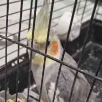 عروس هلندی|پرنده|اصفهان, بهرامآباد|دیوار