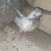 کبوتر