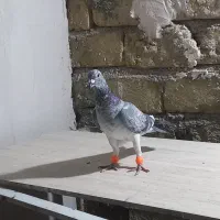 سار کرمونی سوسکی سرخ|پرنده|تربت‌حیدریه, شهرک ولیعصر|دیوار