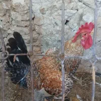 خروس م