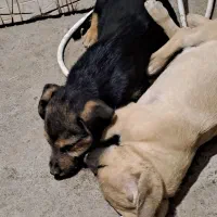 واگذاری توله سگ پاکوتاه۲وماه ونیمه